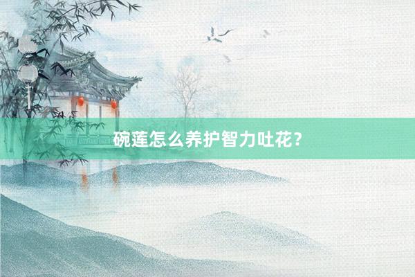 碗莲怎么养护智力吐花？